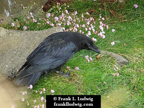 Ravens in Mullaghmore